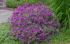 Otto Quast Spanish Lavender - 1 Gallon Pot -Garden Plant Shop Lavender Otto Quast 21 1