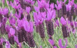 Otto Quast Spanish Lavender - 5 Pack Of Quart Pots -Garden Plant Shop Lavender Otto Quast 22