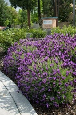 Otto Quast Spanish Lavender - 5 Pack Of Quart Pots -Garden Plant Shop Lavender Otto Quast 23