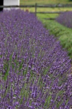 Phenomenal Lavender - 1 Gallon Pot -Garden Plant Shop Lavender Phenomenal 11