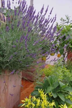 Phenomenal Lavender - 10" Patio Pot -Garden Plant Shop Lavender Phenomenal 12 2