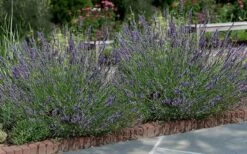 Phenomenal Lavender - 1 Gallon Pot -Garden Plant Shop Lavender Phenomenal 13