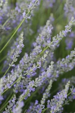 Provence French Lavender - 5 Pack Of Quart Pots -Garden Plant Shop Lavender Provence 3