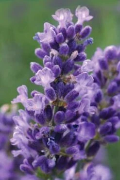SuperBlue English Lavender - 1 Gallon Pot -Garden Plant Shop Lavender Super Blue 1