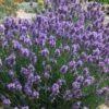 SuperBlue English Lavender - 1 Gallon Pot