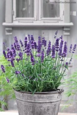 SuperBlue English Lavender - 1 Gallon Pot -Garden Plant Shop Lavender Superblue 12