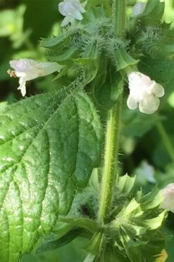 Lemon Balm Plant - 1 Gallon Pot -Garden Plant Shop Lemon Balm Plant 1