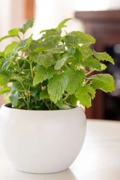 Lemon Balm Plant - 1 Gallon Pot -Garden Plant Shop Lemon Balm Plant 2