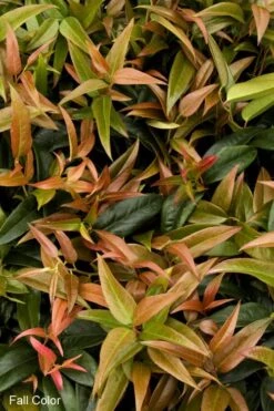 Scarletta Fetterbush - Leucothoe Fontanesiana 'Zeblid' - 1 Gallon Pot -Garden Plant Shop Leucothoe Scarletta 2
