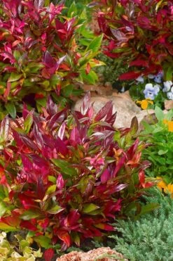 Scarletta Fetterbush - Leucothoe Fontanesiana 'Zeblid' - 3 Gallon Pot -Garden Plant Shop Leucothoe Scarletta 4 1