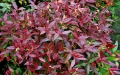 Scarletta Fetterbush - Leucothoe Fontanesiana 'Zeblid' - 1 Gallon Pot -Garden Plant Shop Leucothoe Scarletta 5