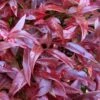 Scarletta Fetterbush - Leucothoe Fontanesiana 'Zeblid' - 2 Gallon Pot