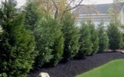 Leyland Cypress - 1 Gallon Pot -Garden Plant Shop Leyland Cypress 50
