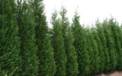 Leyland Cypress - 3 Gallon Pot 11 Leyland Cypress - 3 Gallon Pot -Garden Plant Shop Leyland Cypress 51 1