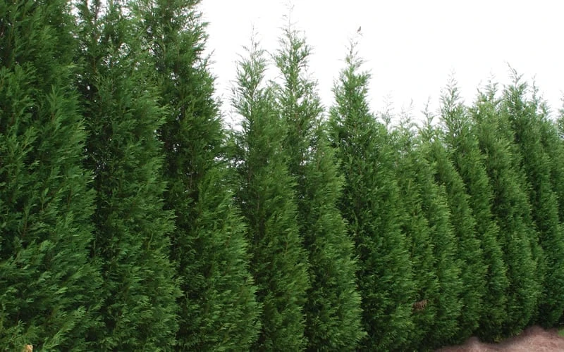 Leyland Cypress - 3 Gallon Pot 6 Leyland Cypress - 3 Gallon Pot - Image 6