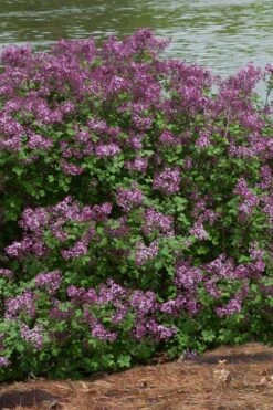 Bloomerang Dark Purple Lilac - 5 Pack Of Quart Pots -Garden Plant Shop Lilac Bloomerang Dark Purple 11