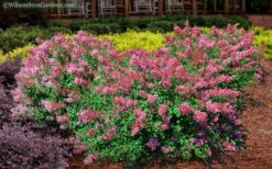 Bloomerang Dwarf Pink Lilac - 5 Pack Of Quart Pots -Garden Plant Shop Lilac Bloomerang Dwarf Pink 2