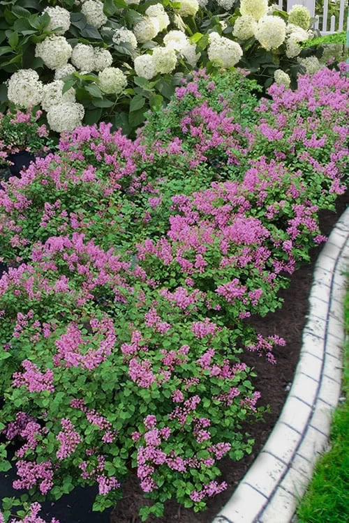 Bloomerang Dwarf Purple Lilac - 3 Gallon Pot 1 Bloomerang Dwarf Purple Lilac - 3 Gallon Pot