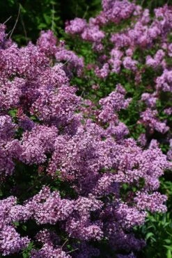 Bloomerang Dwarf Purple Lilac - 2 Gallon Pot -Garden Plant Shop Lilac Bloomerang Dwarf Purple 2