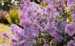 Bloomerang Dwarf Purple Lilac - 3 Gallon Pot 9 Bloomerang Dwarf Purple Lilac - 3 Gallon Pot -Garden Plant Shop Lilac Bloomerang Dwarf Purple 3 1