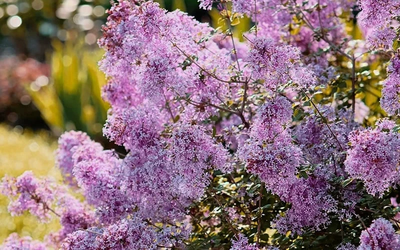 Bloomerang Dwarf Purple Lilac - 3 Gallon Pot 5 Bloomerang Dwarf Purple Lilac - 3 Gallon Pot - Image 5