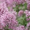 Bloomerang Pink Perfume Lilac - 3 Gallon Pot