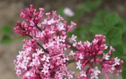 Bloomerang Pink Perfume Lilac - 3 Gallon Pot -Garden Plant Shop Lilac Bloomerang Pink Perfume Flowers 2