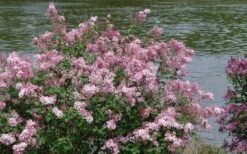 Bloomerang Pink Perfume Lilac - 3 Gallon Pot -Garden Plant Shop Lilac Bloomerang Pink Perfume Shrub