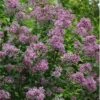 Bloomerang Purple Lilac - 2 Gallon Pot