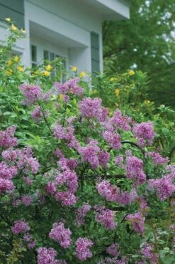 Bloomerang Purple Lilac - 2 Gallon Pot -Garden Plant Shop Lilac Bloomerang Purple 14