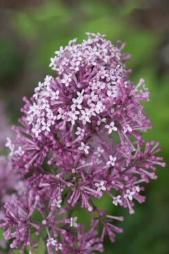 Bloomerang Purple Lilac - 2 Gallon Pot -Garden Plant Shop Lilac Bloomerang Purple 15
