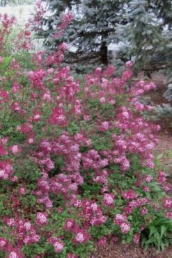 Red Pixie Lilac - Syringa Hybrid - 1 Gallon Pot 5 Red Pixie Lilac - Syringa Hybrid - 1 Gallon Pot -Garden Plant Shop Lilac Red Pixie 1
