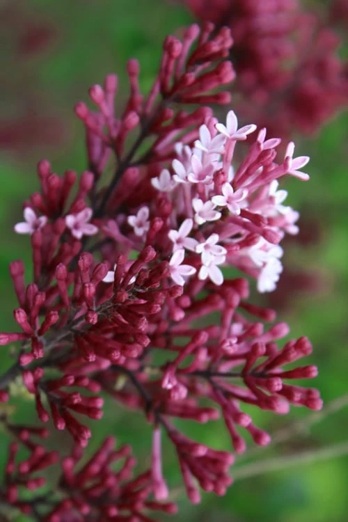 Red Pixie Lilac - Syringa Hybrid - 1 Gallon Pot 1 Red Pixie Lilac - Syringa Hybrid - 1 Gallon Pot