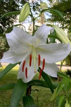 Casablanca Oriental Lily - 1 Gallon Pot -Garden Plant Shop Lilium Casablanca 1