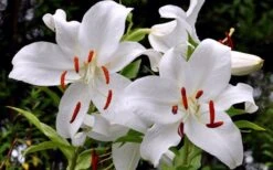 Casablanca Oriental Lily - 1 Gallon Pot -Garden Plant Shop Lilium Casablanca 2