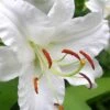 Casablanca Oriental Lily - 1 Gallon Pot