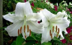 Casablanca Oriental Lily - 1 Gallon Pot -Garden Plant Shop Lilium Casablanca 4