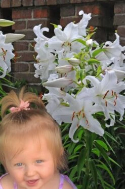 Casablanca Oriental Lily - 1 Gallon Pot -Garden Plant Shop Lilium Casablanca 8