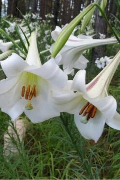Philippine Lily - 1 Quart Pot 11 Philippine Lily - 1 Quart Pot -Garden Plant Shop Lilium Pilippinense 1