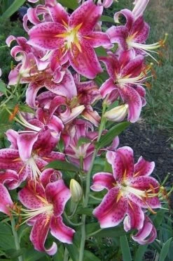 Stargazer Oriental - 1 Gallon Pot -Garden Plant Shop Lilium Stargazer 1