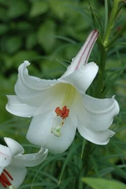 Philippine Lily - 1 Quart Pot 13 Philippine Lily - 1 Quart Pot -Garden Plant Shop Lily Philippine 2