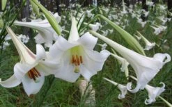 Philippine Lily - 1 Quart Pot 12 Philippine Lily - 1 Quart Pot -Garden Plant Shop Lily Philippine 3