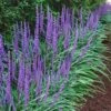 Big Blue Liriope (Lilyturf) - 36 Pack Of 3.5" Pint Pots
