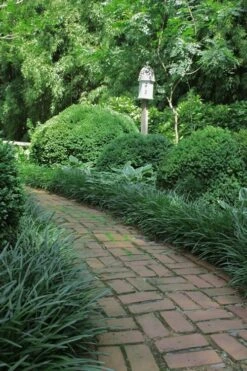 Emerald Goddess Liriope (Lilyturf) - 1 Gallon Pot -Garden Plant Shop Liriope Emerald Goddess 2 1