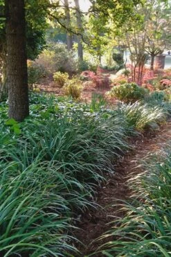 Emerald Goddess Liriope (Lilyturf) - 6-Pack Of 1 Gallon Pots -Garden Plant Shop Liriope Emerald Goddess 500x750 1