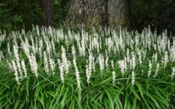 Monroe's White Liriope - Lilyturf - 18 Count Flat Of Pint Pots -Garden Plant Shop Liriope Monroe White Landscape 3