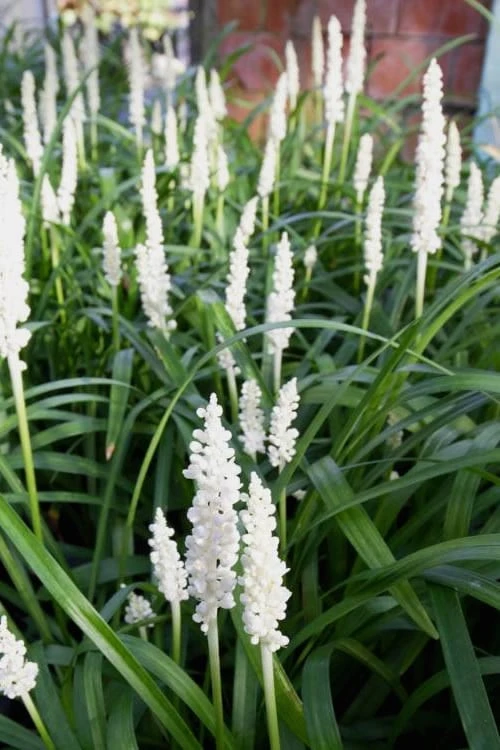 Monroe's White Liriope - Lilyturf - 3 Pack Of Pint Pots 5 Monroe's White Liriope - Lilyturf - 3 Pack Of Pint Pots - Image 5