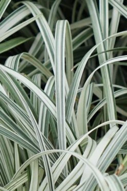 Silver Dragon Liriope - Lilyturf - 18 Count Flats Of Pint Pots 15 Silver Dragon Liriope - Lilyturf - 18 Count Flats Of Pint Pots -Garden Plant Shop Liriope Silver Dragon 11 1