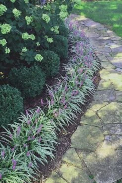 Silvery Sunproof Variegated Liriope - Lilyturf - 3 Pack Of Pint Pots -Garden Plant Shop Liriope Silvery Sunproof 15 3