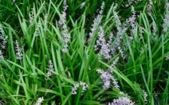 Creeping Lilyturf - Liriope Spicata - 18 Count Flat Of Pint Pots 8 Creeping Lilyturf - Liriope Spicata - 18 Count Flat Of Pint Pots -Garden Plant Shop Liriope Spicata 50